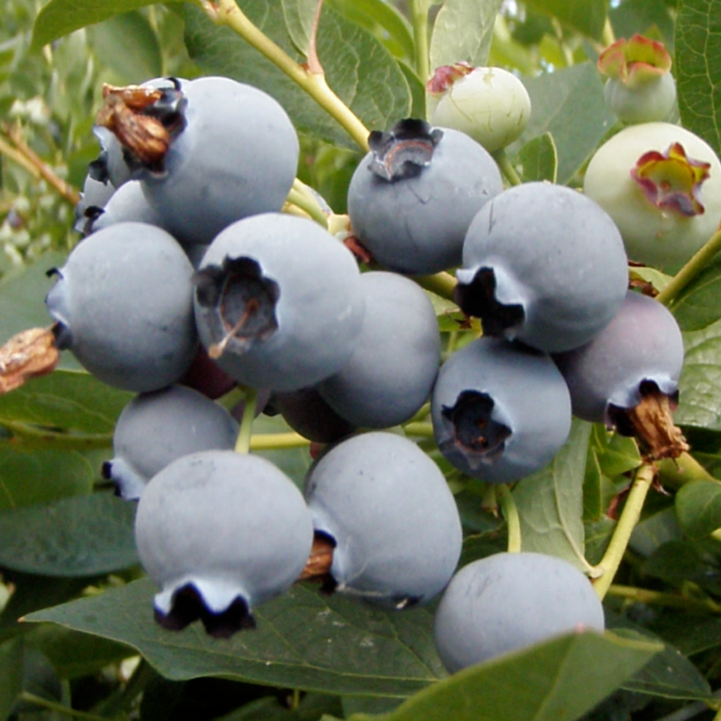 Oregon Blueberries: 8oz