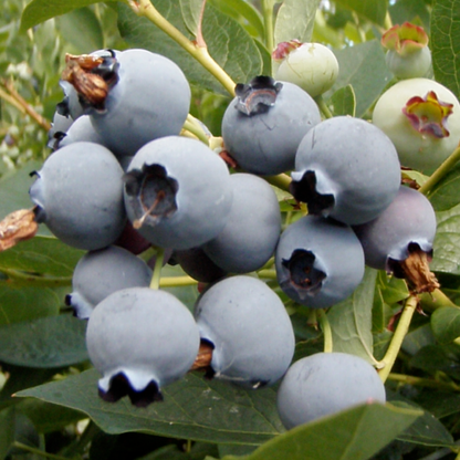 Oregon Blueberries: 8oz
