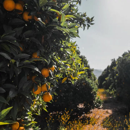 San Diego Citrus Honey 16oz