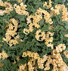Pappardelle Undulate Colorati Pasta, Vegan 10 oz Dried