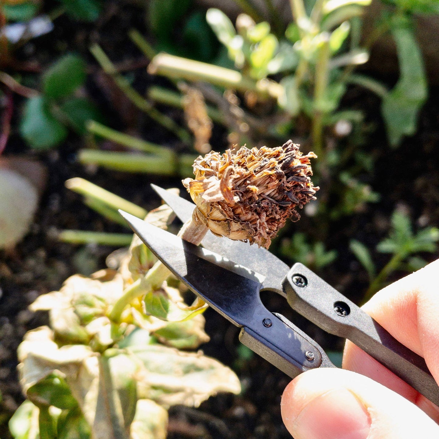 Herb Snips - Gardening Tool