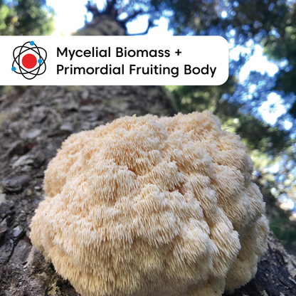 Organic Lion's Mane Mushroom Powder: 3.5 oz.